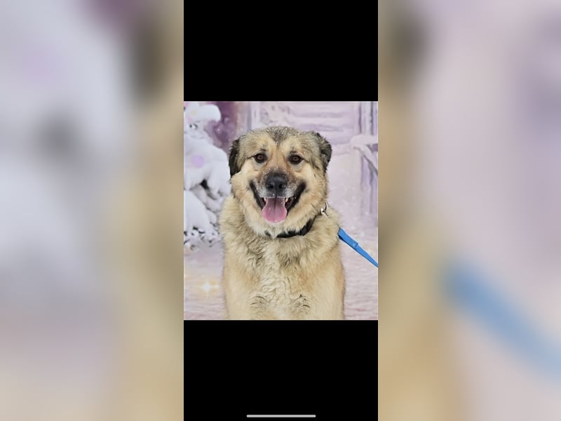 Leo sucht ein neues Zuhause ( 1 Jahr )