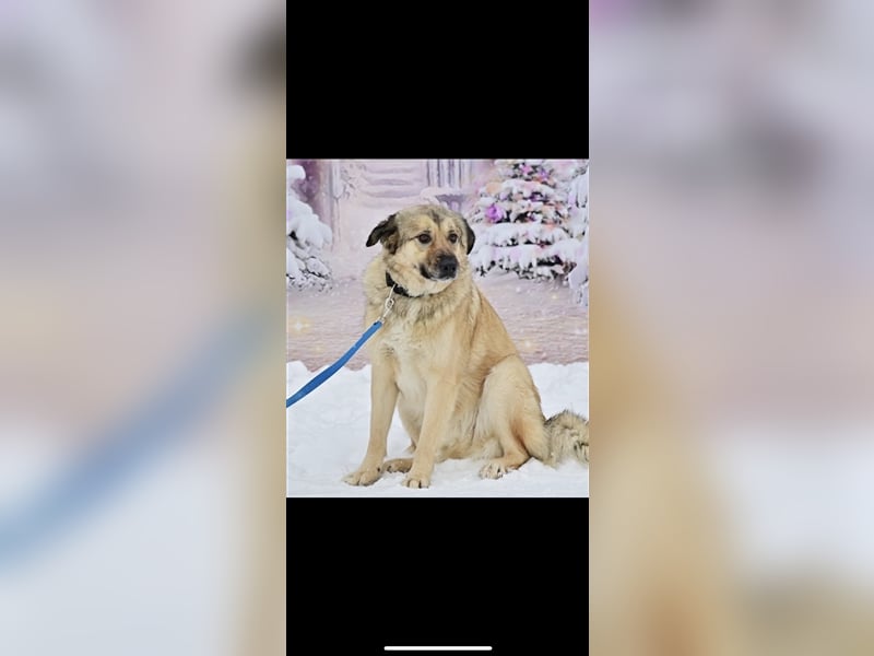 Leo sucht ein neues Zuhause ( 1 Jahr )