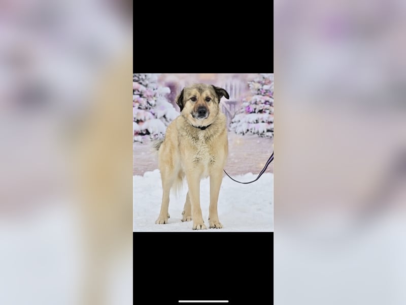 Leo sucht ein neues Zuhause ( 1 Jahr )