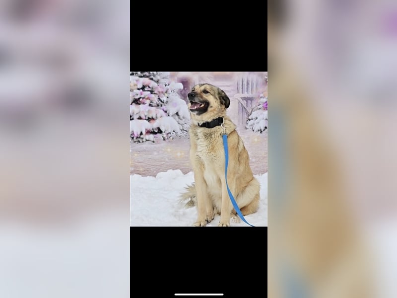 Leo sucht ein neues Zuhause ( 1 Jahr )
