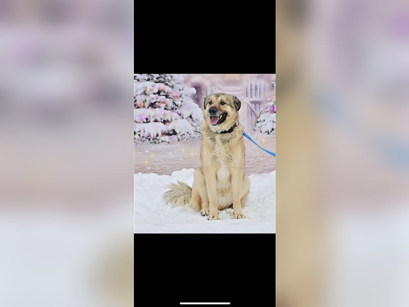 Leo sucht ein neues Zuhause ( 1 Jahr )