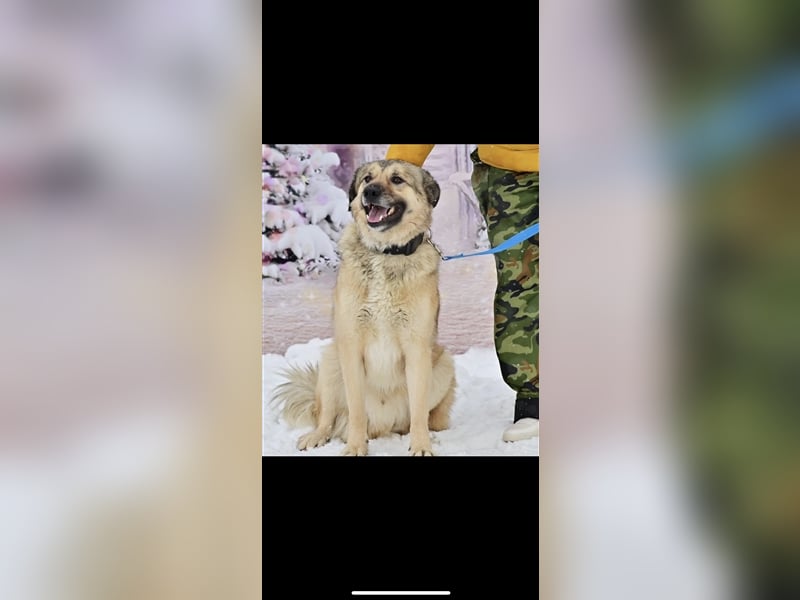 Leo sucht ein neues Zuhause ( 1 Jahr )