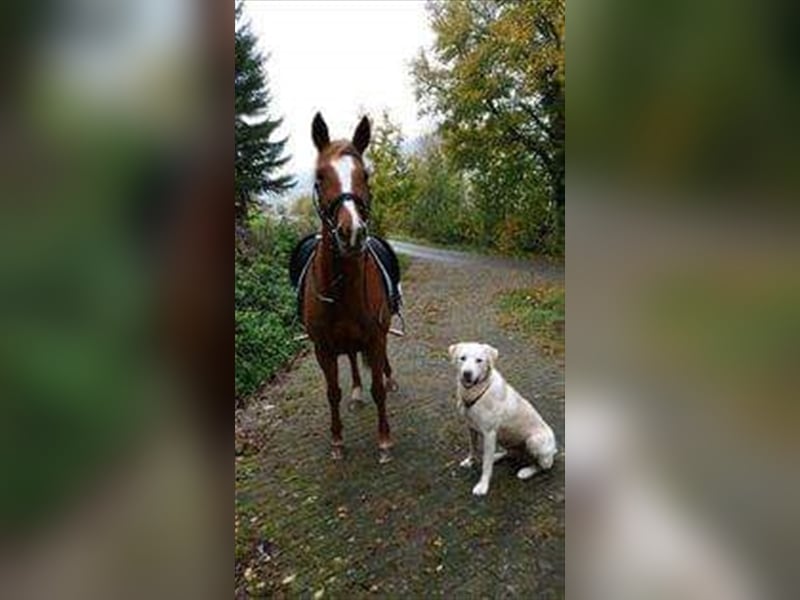 Lucky mit starkem Charakter, sucht dich !