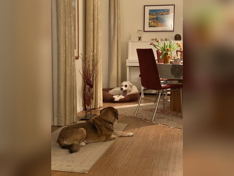 Der bezaubernde, große, weiße Hütehund und Familienhund
