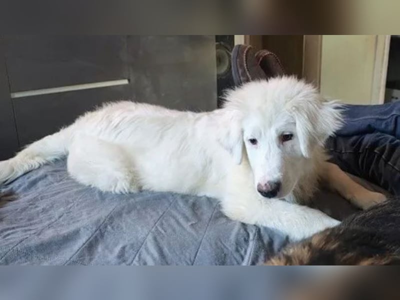 Arik, bereits auf PS in 57223 Kreuztal, sucht wunervolles Zuhause!