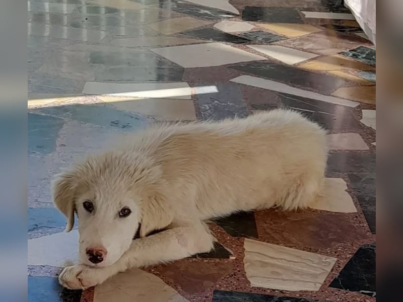 Rufus sucht wundervolles Zuhause für immer!