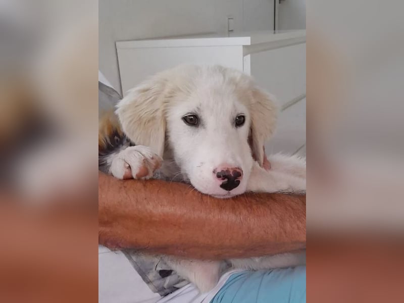 Rufus sucht wundervolles Zuhause für immer!