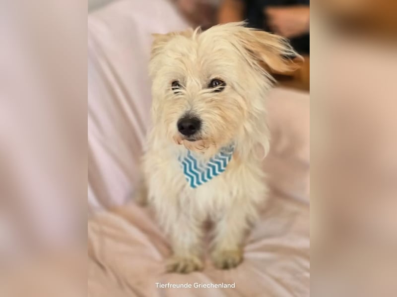 Malte – Kleiner Hund mit großem Herzen ♥️