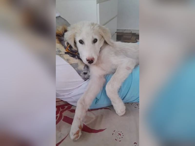 Rufus sucht wundervolles Zuhause für immer!