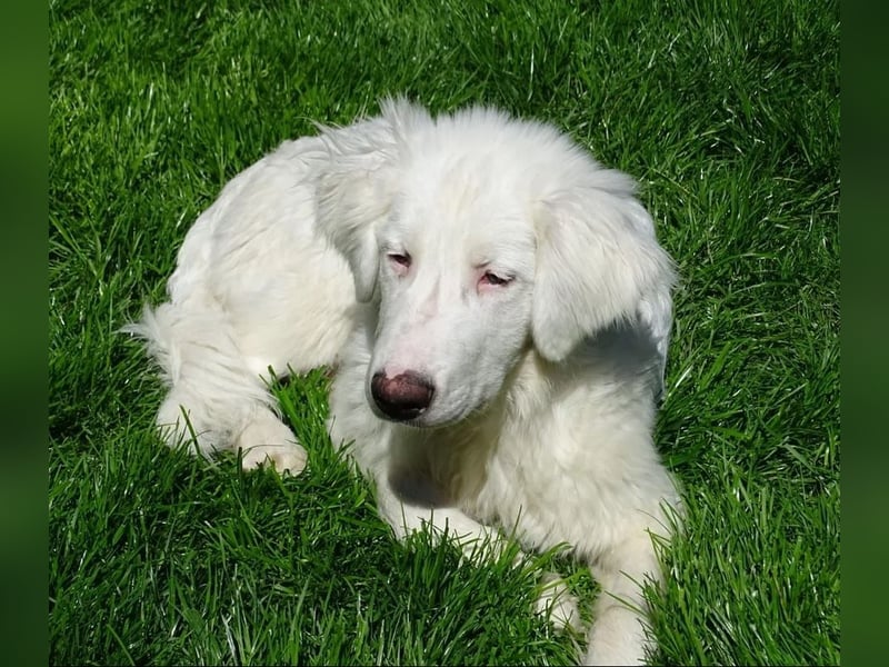Arik, bereits auf PS in 57223 Kreuztal, sucht wunervolles Zuhause!