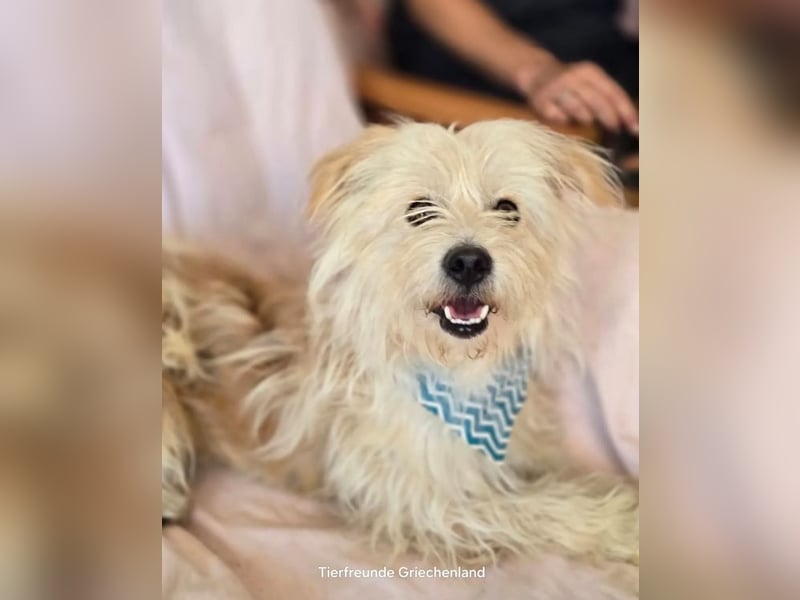 Malte – Kleiner Hund mit großem Herzen ♥️