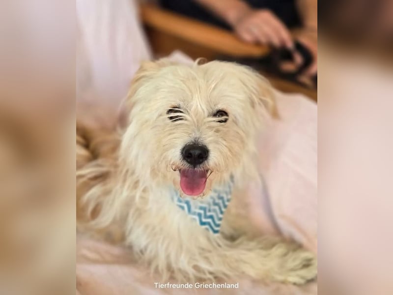 Malte – Kleiner Hund mit großem Herzen ♥️