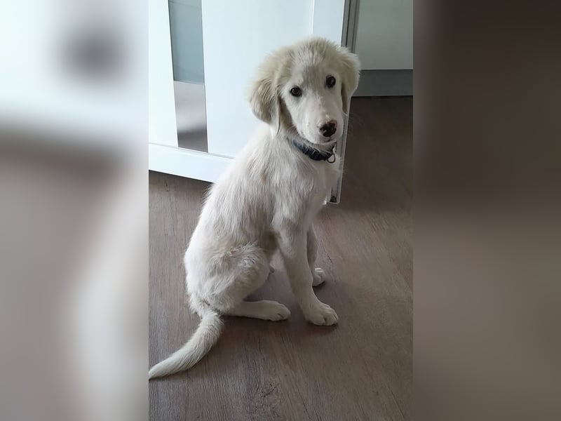 Rufus sucht wundervolles Zuhause für immer!