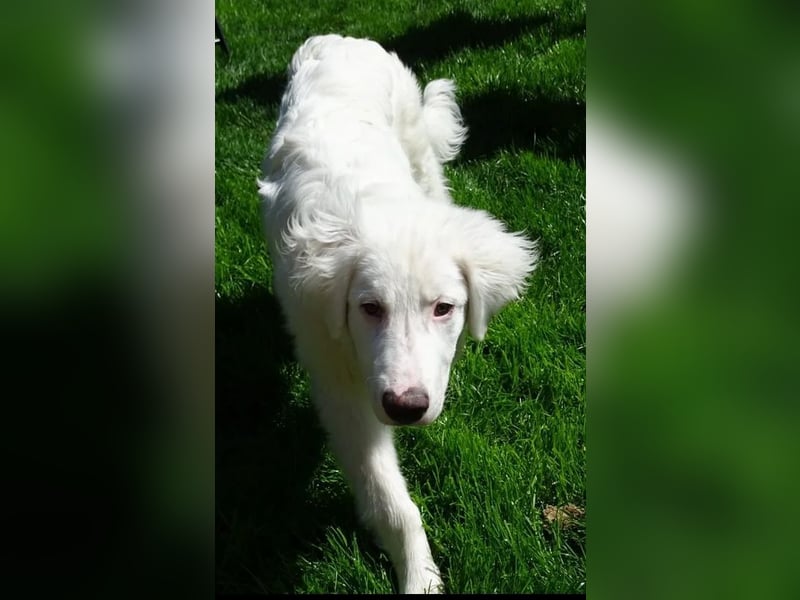 Arik, bereits auf PS in 57223 Kreuztal, sucht wunervolles Zuhause!