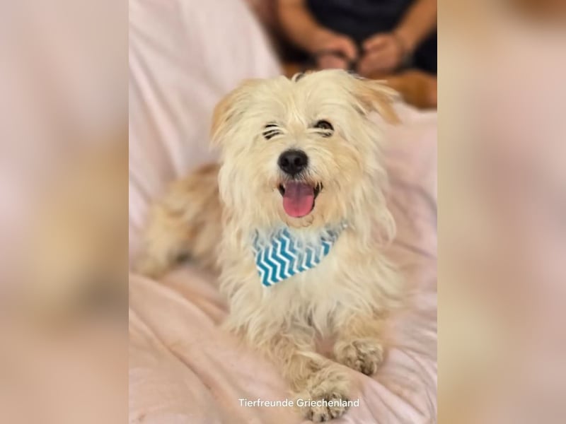 Malte – Kleiner Hund mit großem Herzen ♥️