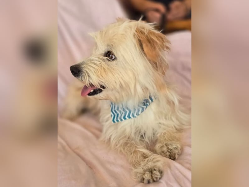 Malte – Kleiner Hund mit großem Herzen ♥️