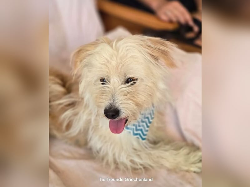 Malte – Kleiner Hund mit großem Herzen ♥️