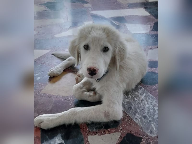 Rufus sucht wundervolles Zuhause für immer!