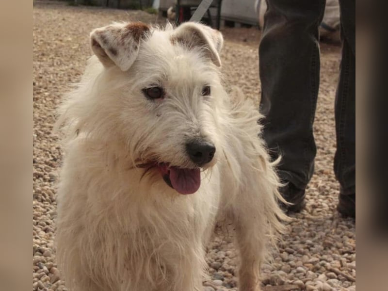 Pötyi, der gut gelaunte Terrier MIx