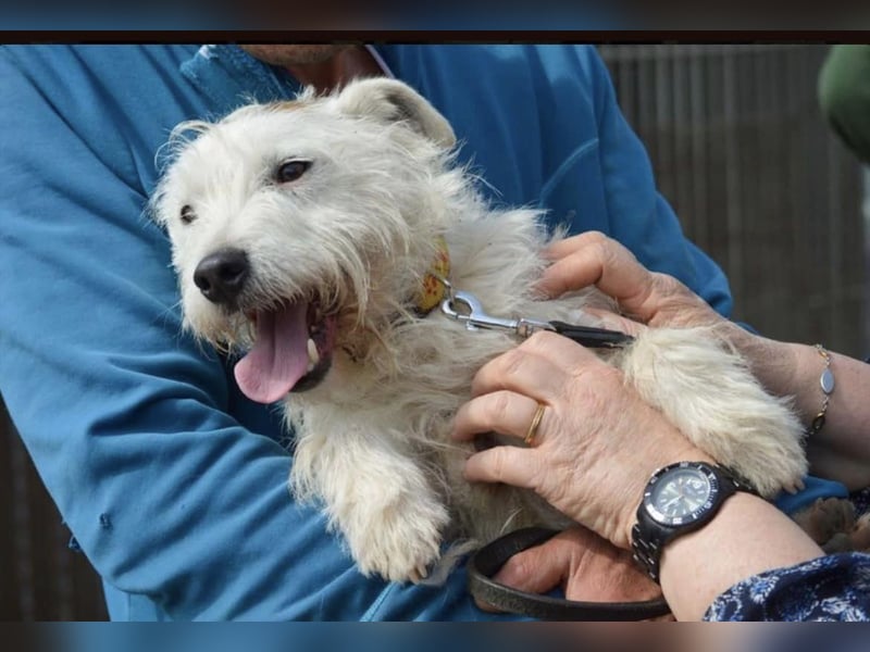 Pötyi, der gut gelaunte Terrier MIx
