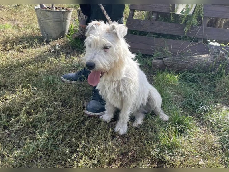 Pötyi, der gut gelaunte Terrier MIx