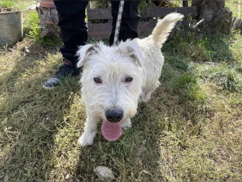 Pötyi, der gut gelaunte Terrier MIx