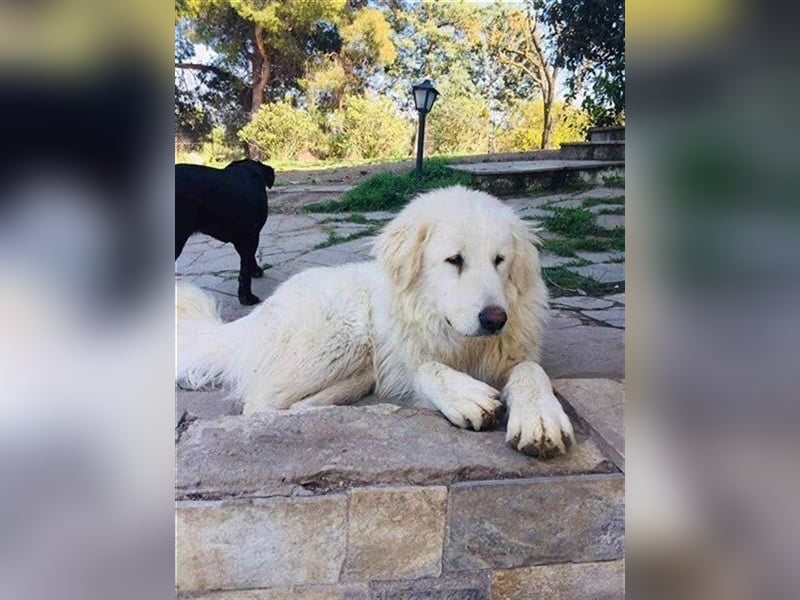 Mr. White: Ein liebevoller XXL-Teddybär sucht ein Zuhause zum Kuscheln