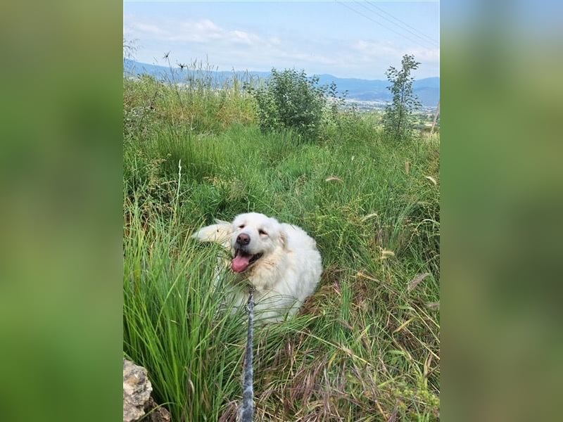 Mr. White: Ein liebevoller XXL-Teddybär sucht ein Zuhause zum Kuscheln