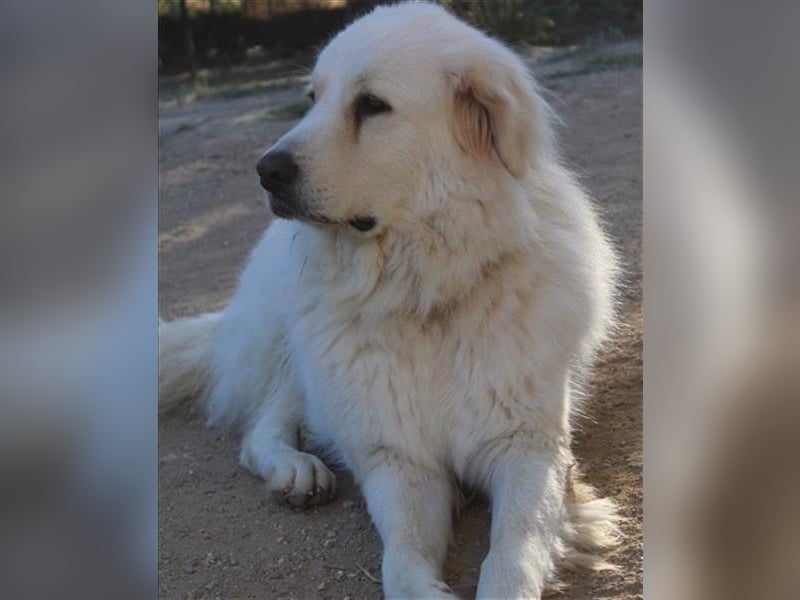 Mr. White: Ein liebevoller XXL-Teddybär sucht ein Zuhause zum Kuscheln