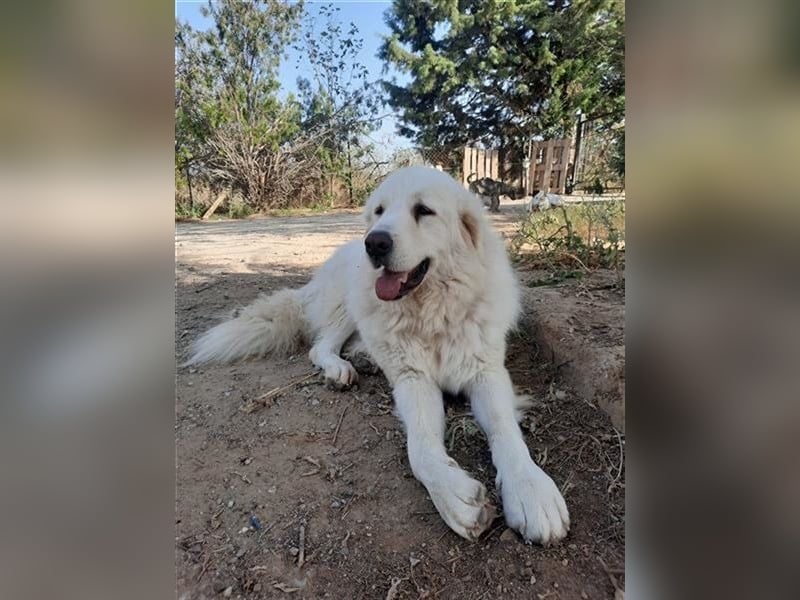 Mr. White: Ein liebevoller XXL-Teddybär sucht ein Zuhause zum Kuscheln