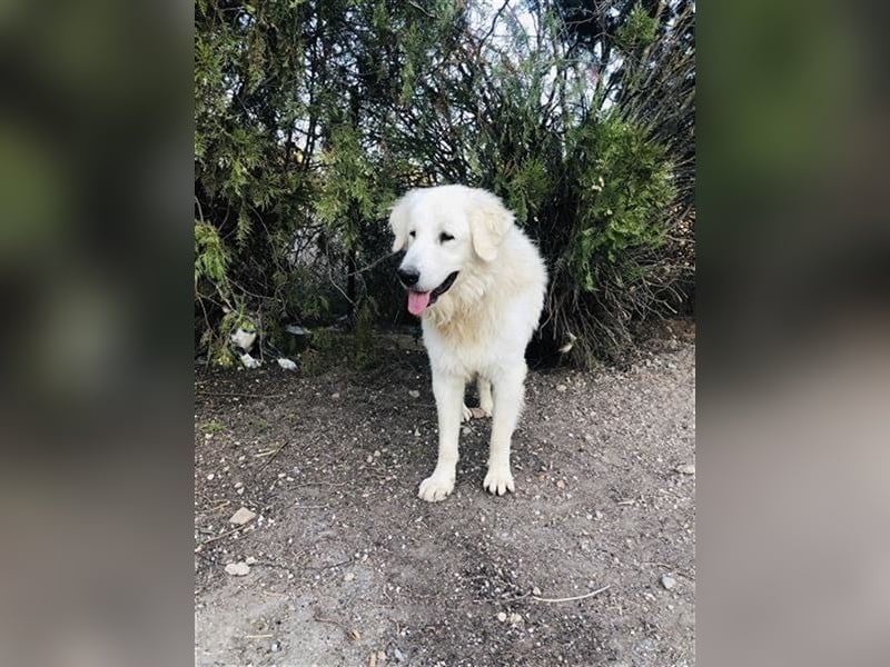 Mr. White: Ein liebevoller XXL-Teddybär sucht ein Zuhause zum Kuscheln
