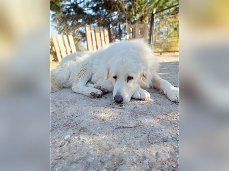 Mr. White: Ein liebevoller XXL-Teddybär sucht ein Zuhause zum Kuscheln