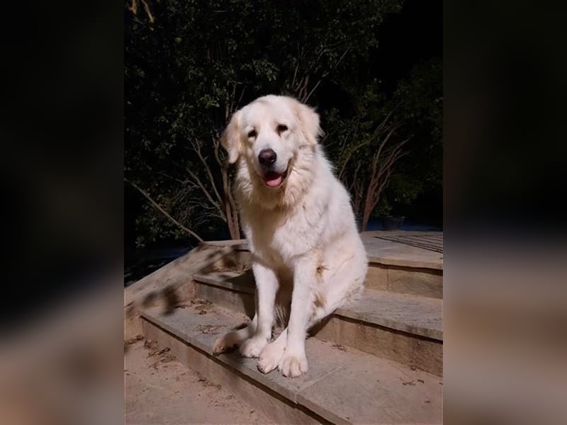 Mr. White: Ein liebevoller XXL-Teddybär sucht ein Zuhause zum Kuscheln