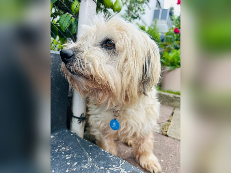 Toffee sucht ruhiges Zuhaus für Lebensabend
