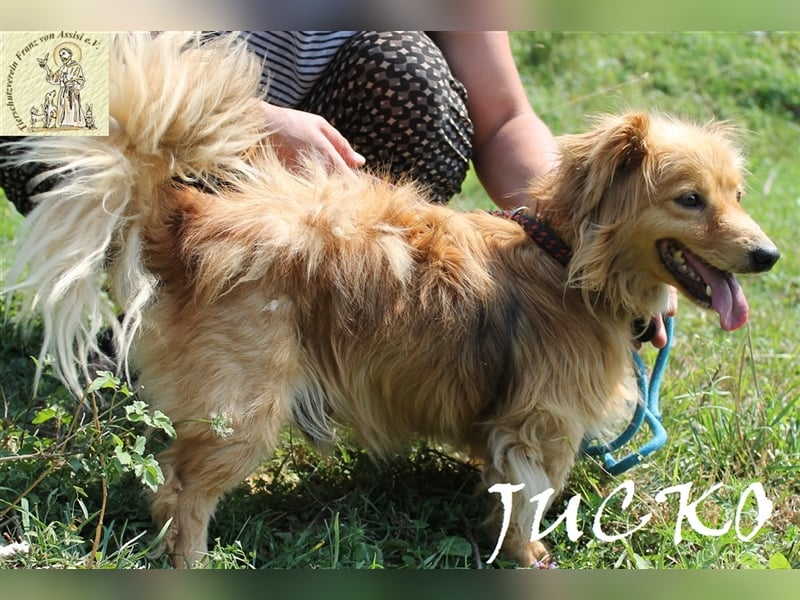 Jucko – der kleine Grummler