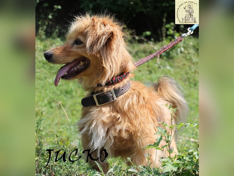 Jucko – der kleine Grummler