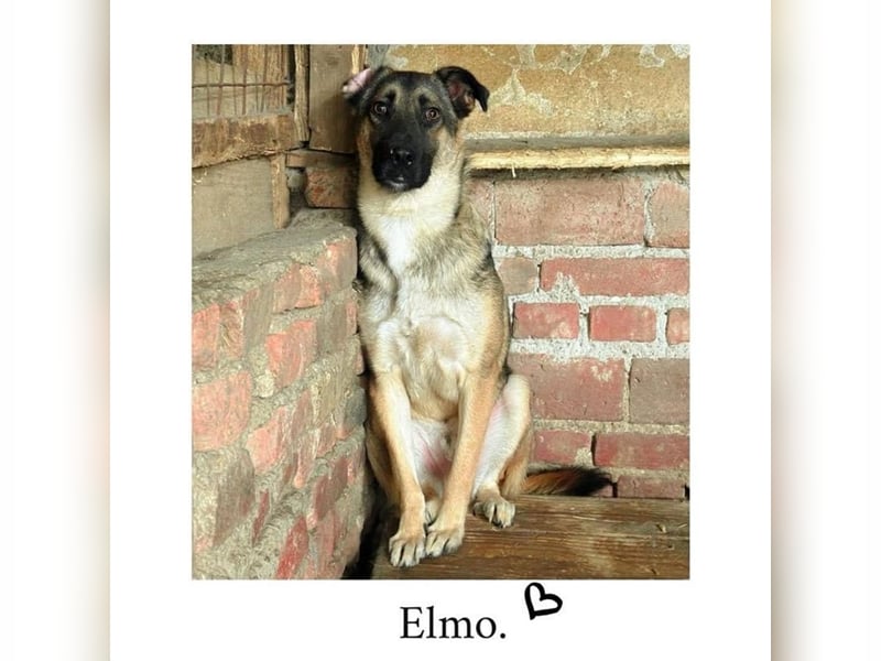 Elmo