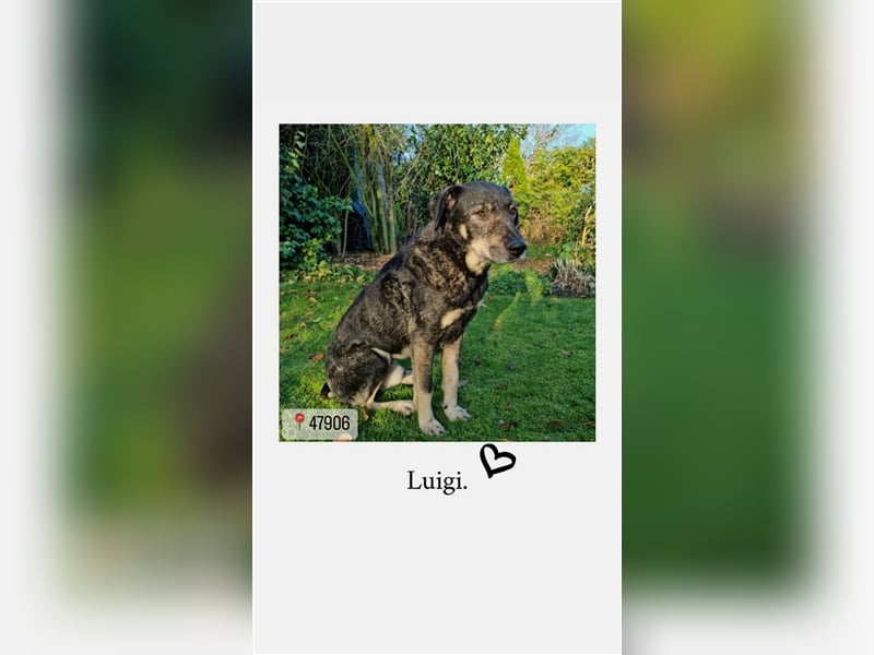 Luigi