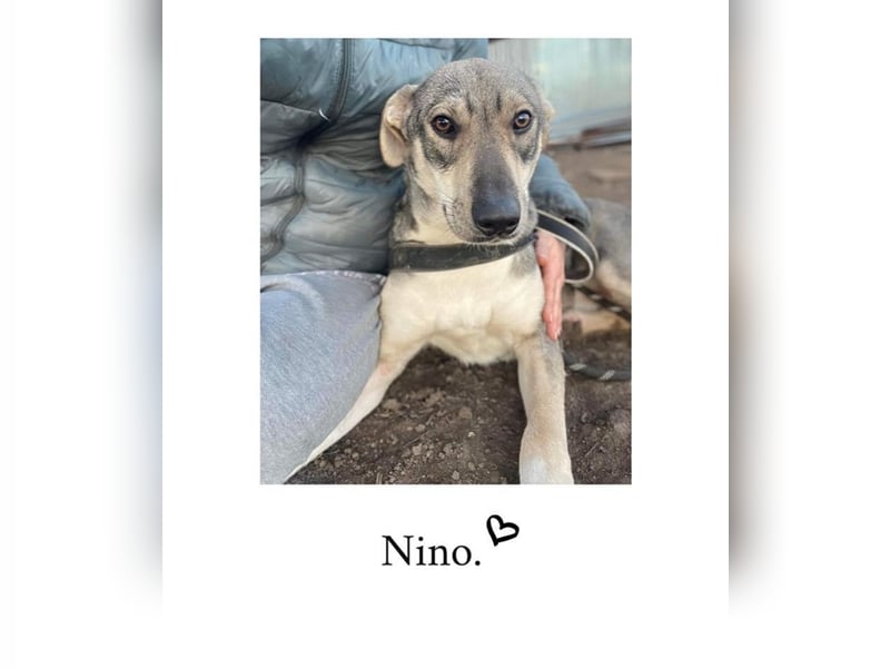 Nino