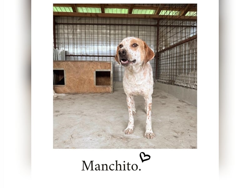Manchito