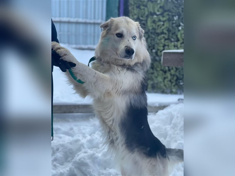 Hugo❤️ein Schatz auf 4 Pfoten!