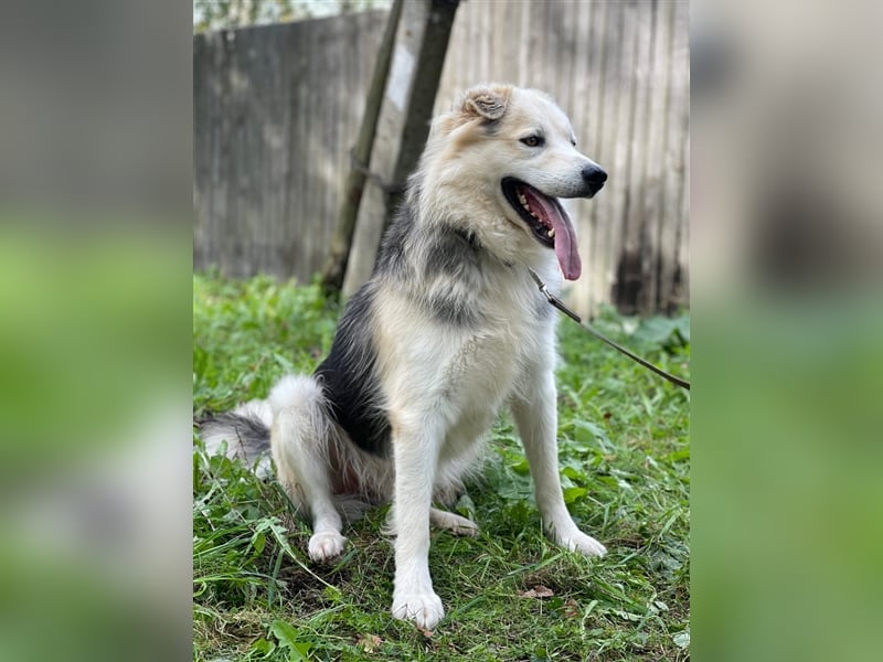 Hugo❤️ein Schatz auf 4 Pfoten!