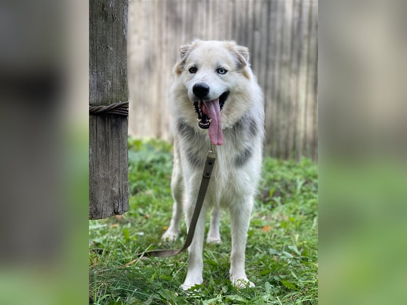 Hugo❤️ein Schatz auf 4 Pfoten!