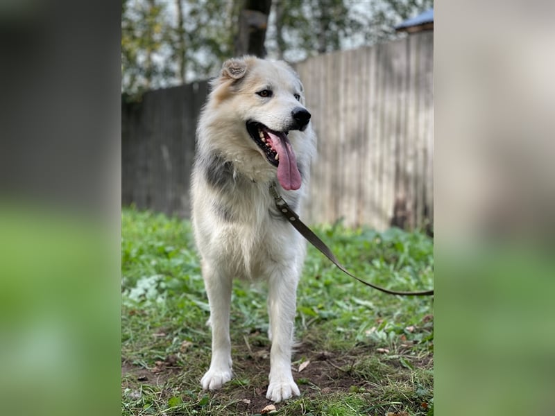 Hugo❤️ein Schatz auf 4 Pfoten!