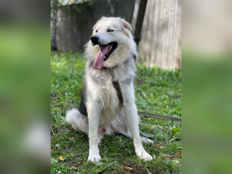 Hugo❤️ein Schatz auf 4 Pfoten!