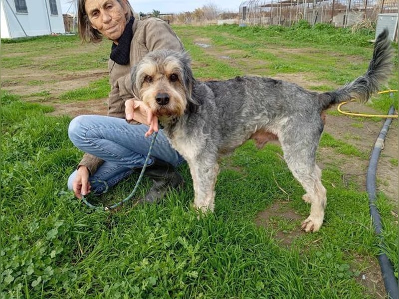 Rabito, verträglicher Gentleman, ca 9 Jahre, ca 55 cm, ca 20 kg *bald in 85591 Vaterstetten*