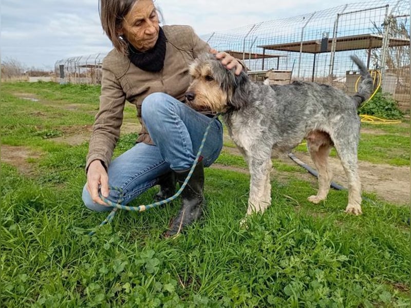 Rabito, verträglicher Gentleman, ca 9 Jahre, ca 55 cm, ca 20 kg *bald in 85591 Vaterstetten*