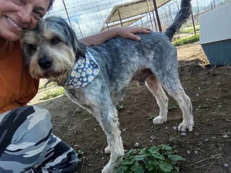 Rabito, verträglicher Gentleman, ca 9 Jahre, ca 55 cm, ca 20 kg *bald in 85591 Vaterstetten*