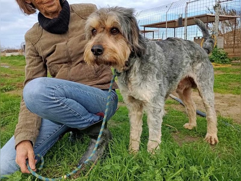 Rabito, verträglicher Gentleman, ca 9 Jahre, ca 55 cm, ca 20 kg *bald in 85591 Vaterstetten*