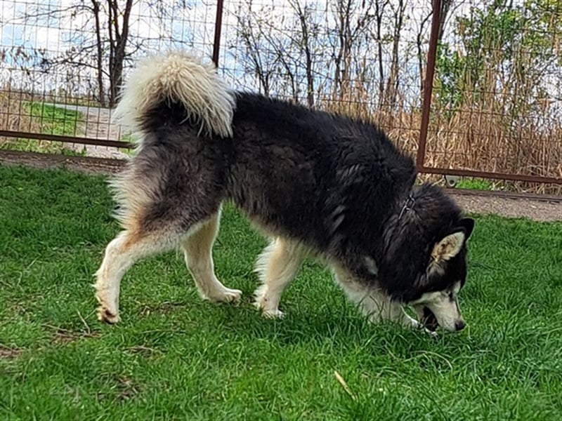 Logan ( * 02.2021 ) sucht seine Menschen